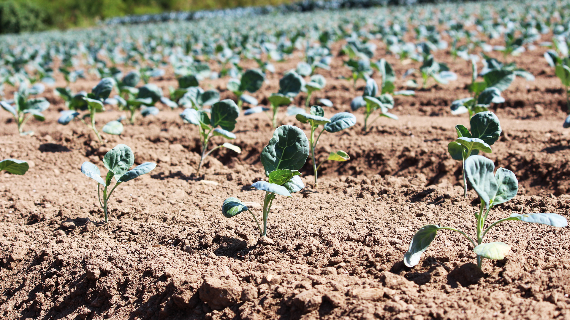 mameco creation site