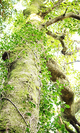 mameco creation site